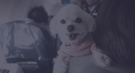 Embarpet Embarque de Animais